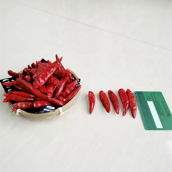 Colheita nova pimentões quentes secados de pimenta vermelha