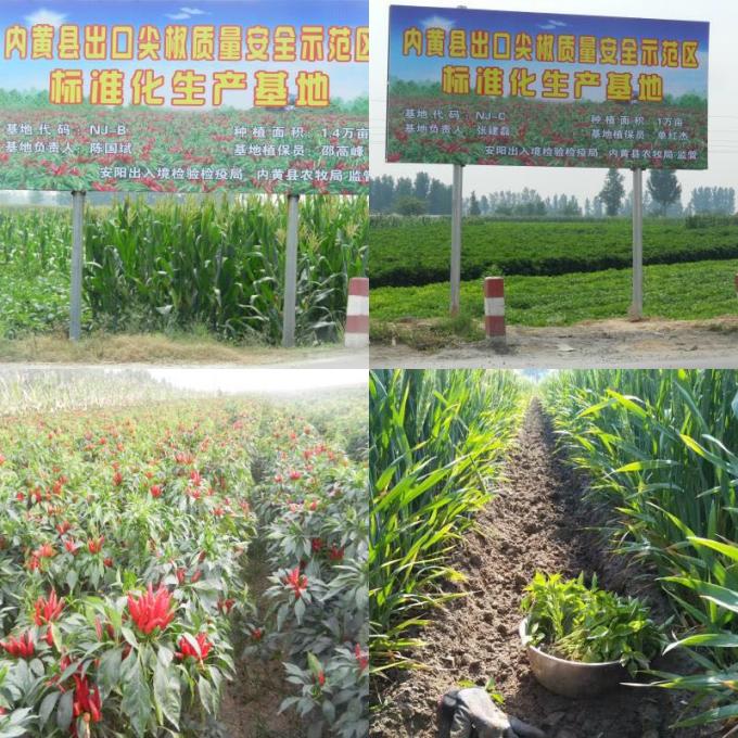 Pimentões secados preço competitivo de Tianjin