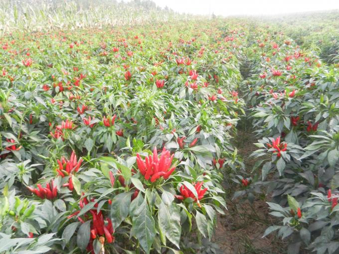O produto da fábrica de Neihuang desidratou pimentões doces vermelhos da paprika