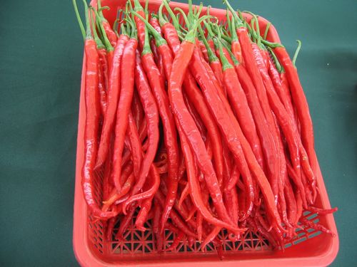 O preço baixo secou recentemente a pimenta de pimentão vermelha de Xian