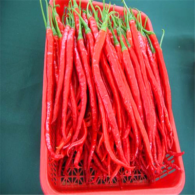 Erjingtiao Chilis secos com 8-12% de humidade e processo de secagem a ar