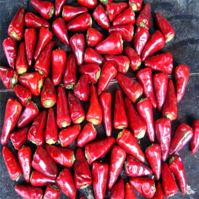 2% Taxa máxima de quebra Chilli de bala vermelha seca a ar com amostra e frete coletados