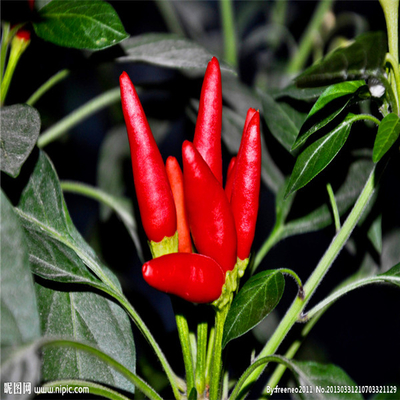 Chilli sabor picante cálcio fatos nutricionais para o conteúdo de cálcio