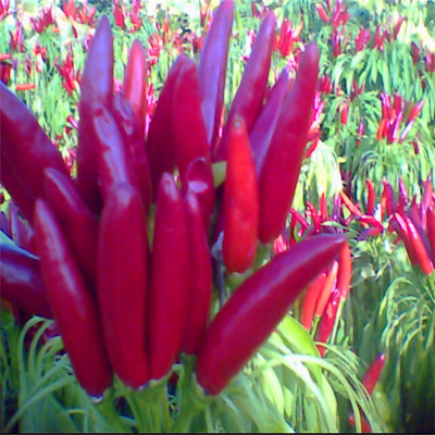 Bomba de erva única Chilli vermelho com 2% de taxa de ruptura