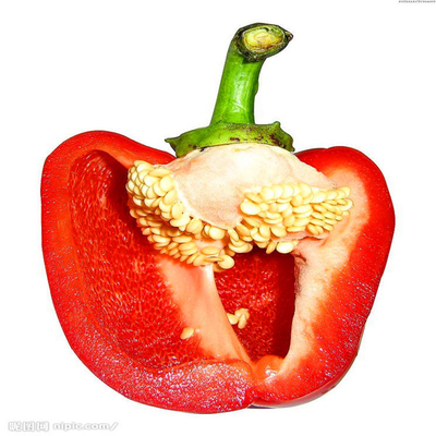 Um pimentão híbrido da categoria F1 semeia Paprika Pepper doce 15000SHU