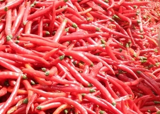 Ingredientes picantes secos de 1 kg de pimentão de olho de pássaro que dão um sabor inigualável