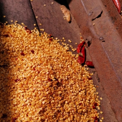 Grânulo de sementes de pimenta vermelha seca tamanho pequeno para plantar