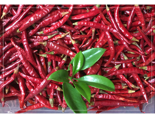 Chilli de olho de pássaro seco rico em cálcio para criações culinárias ousadas e picantes