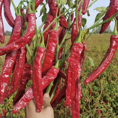 Umidade 12-16% Chilis vermelhos secos Deshidratados Paprika vermelho doce 10-20cm