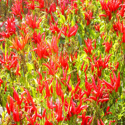 Cayenne picante em pó de pimenta versátil triturado 100g lugar seco e fresco