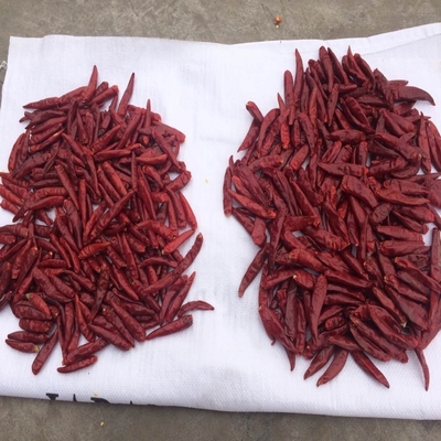 Pequenos pimentões vermelhos de Tianjin para temperatura ambiente - embalagem em sacos