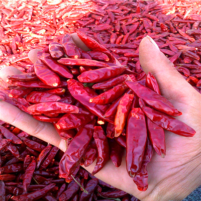 Pão quente/ cozinha de Sichuan Pimenta vermelha seca 4-7cm com 50 picantes quentes