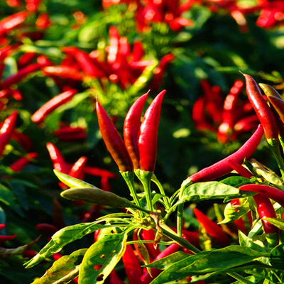 Sementes de pimenta secas de qualidade premium com textura crocante a 5-8 mm