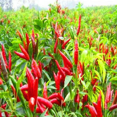 Pimentão vermelho seco premium com sabor de pimenta Cayenne para compradores