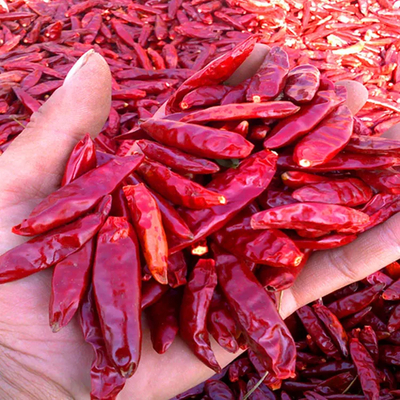 Pimentas Chilli Umidade 12% max Umidade controlada Pimentas