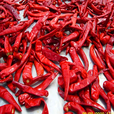 10 kg peso unitário Chilli com um teor de humidade de 12% no máximo