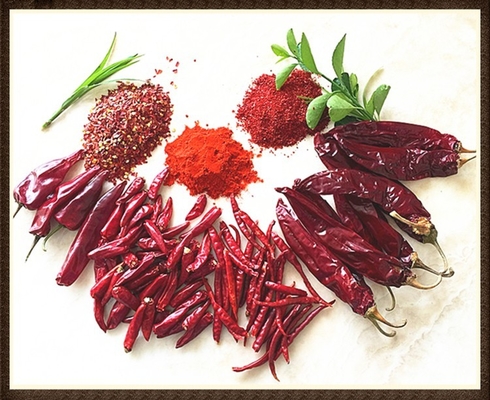 Umidade 8%-12% Guajillo seco Chili vermelho inteiro / bastão