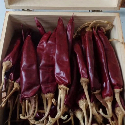Pimentões de Cayenne secos sem caule ou cortados com caule 12% Max.