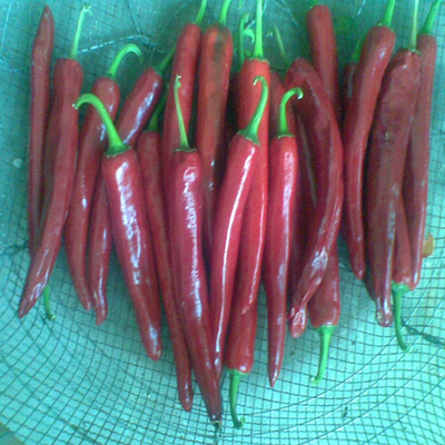 Pó de pimenta-do-reino enriquecido com alto teor de vitamina C