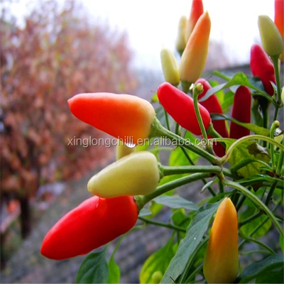 Sabor intenso Amostra seca a ar Bala vermelha Chilli livre disponível