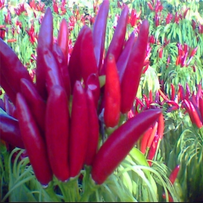 Ar Secado Bala Vermelha Chilli Cor Vermelha Escura Com Chapéu Para cozinha Essenciais