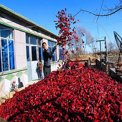 Chilli vermelho Yidu enriquecido com vitamina A/C e minerais