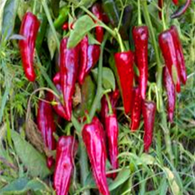 1 kg de pimentão picante de olho de pássaro seco