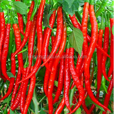 Red Bullet lightweight bullet optimized for fast installation and reduced operational downtime in production facilities