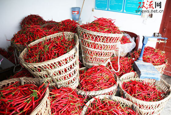 Pimenta magro de Sichuan Erjingtiao da curva com uso quente do potenciômetro da haste