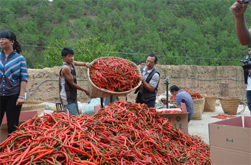 Profundo - Er fragrância robusta vermelha de Jing Tiao Pepper For Cooking