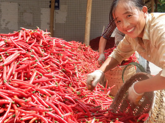4cm-7cm Erjingtiao secou o sabor forte &amp; pungente de Chilis dos pimentões