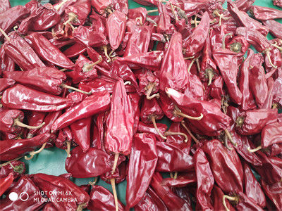 8000 pimentões de Beijinghong Jinta do sabor de SHU Yidu Chili Pungent Chilli