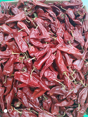 8000 pimentões de Beijinghong Jinta do sabor de SHU Yidu Chili Pungent Chilli