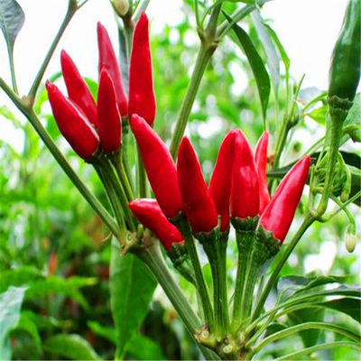 Chilis secos de olho de pássaro, ricos em vitamina C, para cozinhar