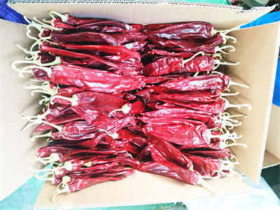 Vagens doces de Paprika Pepper Pungent Dried Chili da umidade de 15% 18CM