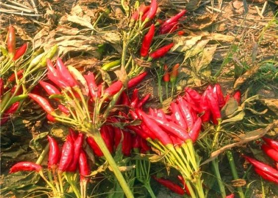 Umidade vermelha secada Stemless dos pimentões 10% de Sichuan das pimentas