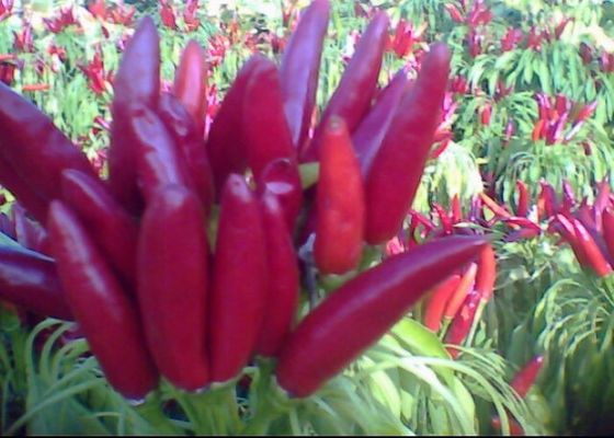 Erjingtiao secou o sabor forte de desidratação inteiro Rich Vitamin das pimentas vermelhas