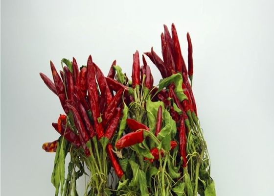 Vagens vermelhas secadas sem sementes anídricas inteiras do Chile dos pimentões vermelhos secos de Tianjin