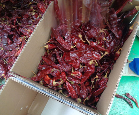 Pimentões Guajillo de grau A com sabor forte e picante a pimenta GMP