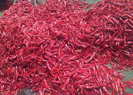 Pimentas secadas puras da pimenta 70mm Tien Tsin Sun Dried Red de 100% Arbol
