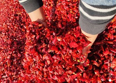 Xinglong secou flocos de pimenta vermelha 25000 SHU Ring Of Fire Chilli