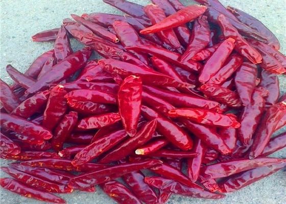 Temperar enfrentando o chinês dos pimentões 4cm do céu secou Chili Peppers