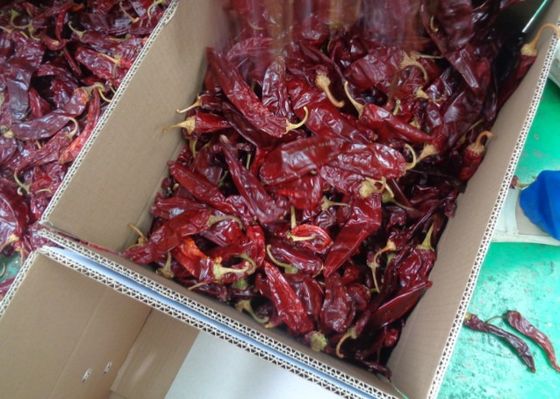 HACCP secou pimentões de desidratação doces da umidade de Paprika Peppers 16%