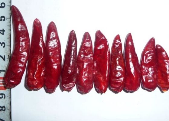 Pimentões vermelhos Chili Peppers quente secado Stemless PBF da bala de Sichuan