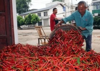 16CM Erjingtiao secou Chilis nenhumas pimentas de SHU Whole Dried Red Chili do pigmento 8000