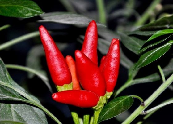 Pimentões vermelhos de Tianjin - sabor picante autêntico da China