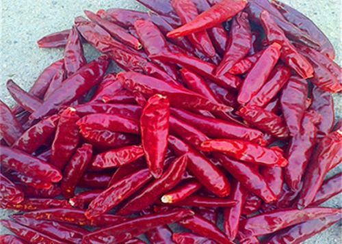 O ANÚNCIO Stemless secou pimentões 20000 SHU Red Chilli Peppers do olho dos pássaros
