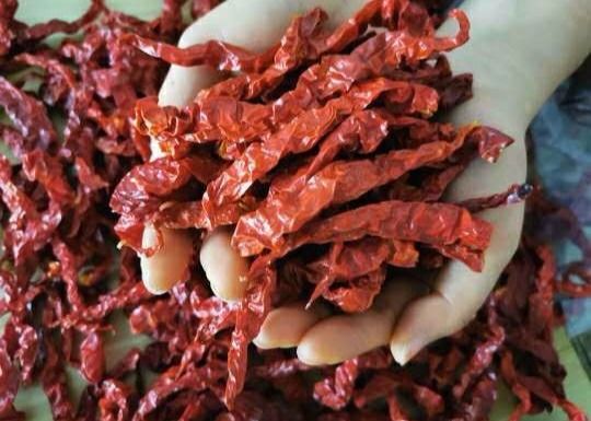 A fragrância picante Xian Chilli 15CM Sun secou as pimentas vermelhas 10000SHU