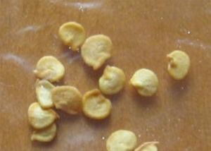 O pimentão secado picante de HACCP semeia o gosto quente da umidade do tamanho 5% de 8mm