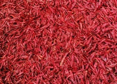Tientsin secou pimentas vermelhas inteiras anídricas XingLong dos pimentões do olho dos pássaros